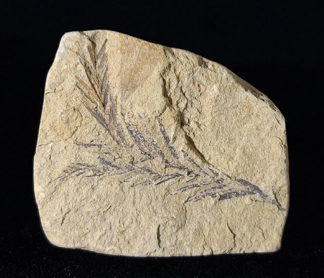 Taxodium dubium (STERNBERG 1823) - Bild © FossNet FossilienStore